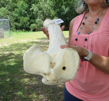 Large Real African Giraffe Tibia Leg Bone ( 27.5Lx7W) for $99.99