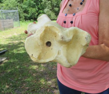 Large Real African Giraffe Tibia Leg Bone ( 27.5Lx7W) for $99.99