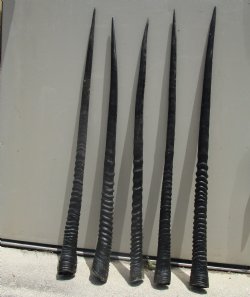 5 Extra Large Authentic Gemsbok Horns, Oryx Horns in Bulk 33 to 34.75 inches long for $25.00 each (SHIPS UPS ONLY)
