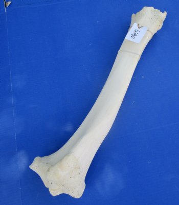 Authentic African Giraffe Tibia Leg Bone (24Lx6W) for $99.99