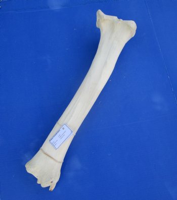 Authentic African Giraffe Tibia Leg Bone (24Lx6W) for $99.99