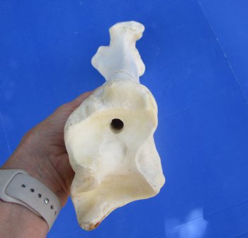Authentic African Giraffe Tibia Leg Bone (24Lx6W) for $99.99
