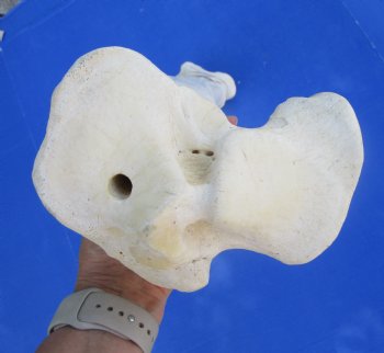 Authentic African Giraffe Tibia Leg Bone (24Lx6W) for $99.99