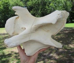 Giraffe Neck Verteb...