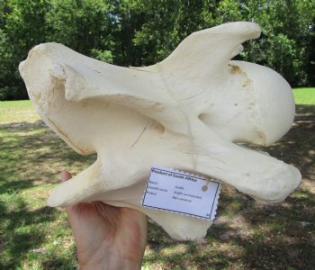 Giraffe Neck Vertebrae Bone, 10.75 inches long - Buy this for $69.99