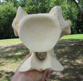 Giraffe Neck Vertebrae Bone, 10.75 inches long - Buy this for $69.99
