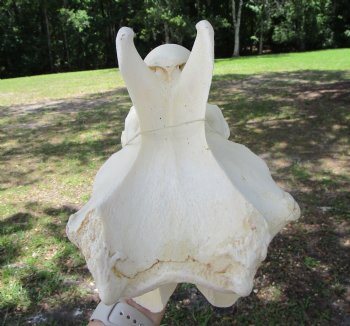 Giraffe Neck Vertebrae Bone, 10.75 inches long - Buy this for $69.99