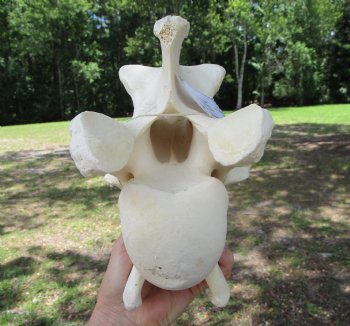 Giraffe Neck Vertebrae Bone, 10.75 inches long - Buy this for $69.99
