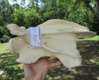 Giraffe Neck Vertebrae Bone, 13 inches long - Buy this for $69.99