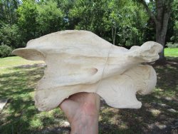 Giraffe Neck Verteb...