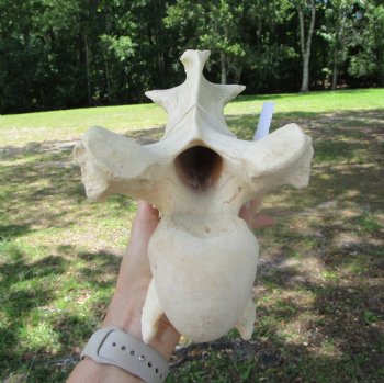 Giraffe Neck Vertebrae Bone, 13 inches long - Buy this for $69.99