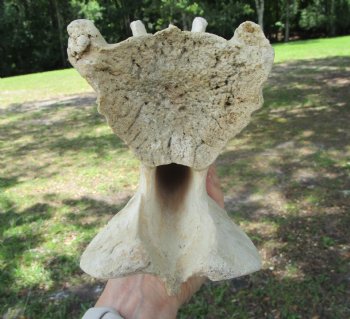 Giraffe Neck Vertebrae Bone, 13 inches long - Buy this for $69.99