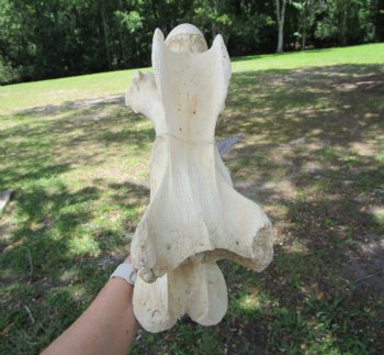 Giraffe Neck Vertebrae Bone, 13 inches long - Buy this for $69.99