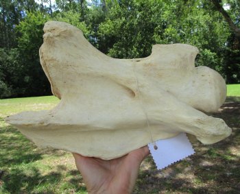 Giraffe Neck Vertebrae Bone, 13 inches long - Buy this for $69.99
