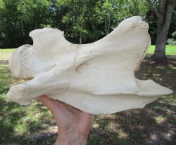 Giraffe Neck Verteb...