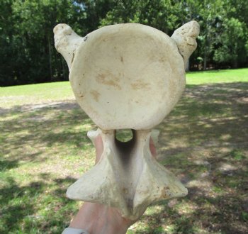 Giraffe Neck Vertebrae Bone, 13 inches long - Buy this for $69.99