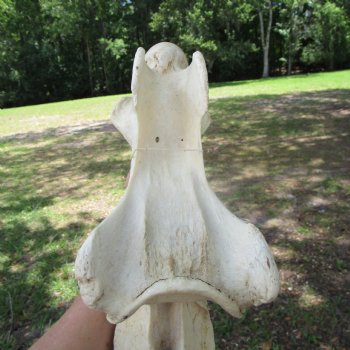 Giraffe Neck Vertebrae Bone, 13 inches long - Buy this for $69.99
