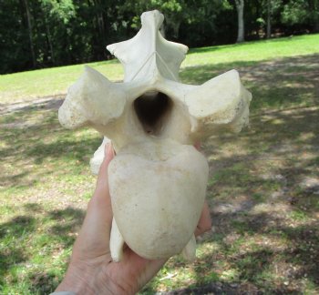 Giraffe Neck Vertebrae Bone, 13 inches long - Buy this for $69.99