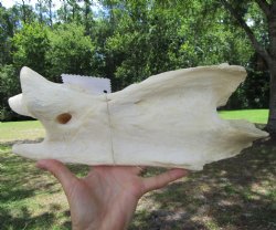 Giraffe Neck Verteb...