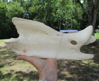 Giraffe Neck Vertebrae Bone, 13.25 inches long - Buy this for $69.99