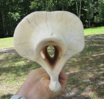 Giraffe Neck Vertebrae Bone, 13.25 inches long - Buy this for $69.99