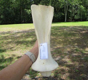 Giraffe Neck Vertebrae Bone, 13.25 inches long - Buy this for $69.99
