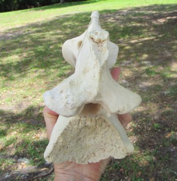 Giraffe Neck Vertebrae Bone, 13.25 inches long - Buy this for $69.99