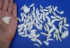 100 Small Florida Alligator Teeth 1/2 to 1-1/4 inches for .35 each Plus $6.00 Postage 