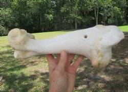 Real Water Buffalo Humerus Leg Bone (12") Grade B  - Buy this one for $22.99   <font color=red> SALE $14.99 </FONT>