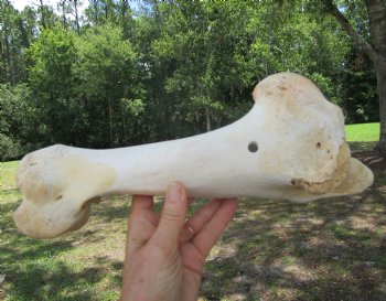 Real Water Buffalo Humerus Leg Bone (12") Grade B  - Buy this one for $22.99   <font color=red> SALE $14.99 </FONT>