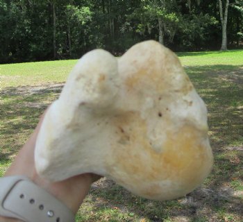 Real Water Buffalo Humerus Leg Bone (12") Grade B  - Buy this one for $22.99   <font color=red> SALE $14.99 </FONT>