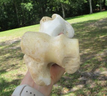 Real Water Buffalo Humerus Leg Bone (12") Grade B  - Buy this one for $22.99   <font color=red> SALE $14.99 </FONT>