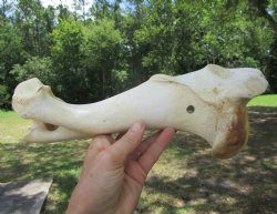 Real Water Buffalo Humerus Leg Bone (12.5") Grade B  - Buy this one for $22.99   <font color=red> SALE $14.99 </FONT>