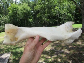 Real Water Buffalo Humerus Leg Bone (12.5") Grade B  - Buy this one for $22.99   <font color=red> SALE $14.99 </FONT>