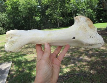Real Water Buffalo Humerus Leg Bone (12.5") Grade B  - Buy this one for $22.99   <font color=red> SALE $14.99 </FONT>
