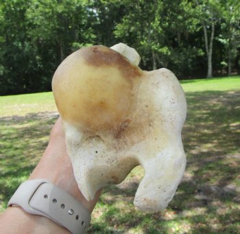 Real Water Buffalo Humerus Leg Bone (12.5") Grade B  - Buy this one for $22.99   <font color=red> SALE $14.99 </FONT>