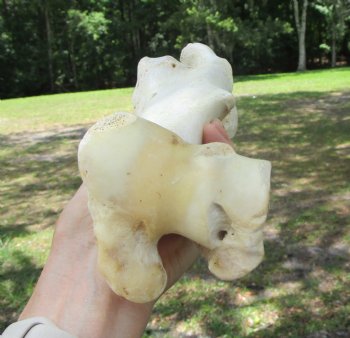 Real Water Buffalo Humerus Leg Bone (12.5") Grade B  - Buy this one for $22.99   <font color=red> SALE $14.99 </FONT>