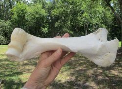 Real Water Buffalo Humerus Leg Bone (12") Grade B  - Buy this one for $22.99   <font color=red> SALE $14.99 </FONT>