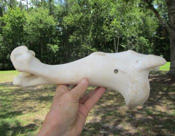 Real Water Buffalo Humerus Leg Bone (12") Grade B  - Buy this one for $22.99   <font color=red> SALE $14.99 </FONT>