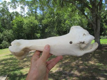 Real Water Buffalo Humerus Leg Bone (12") Grade B  - Buy this one for $22.99   <font color=red> SALE $14.99 </FONT>