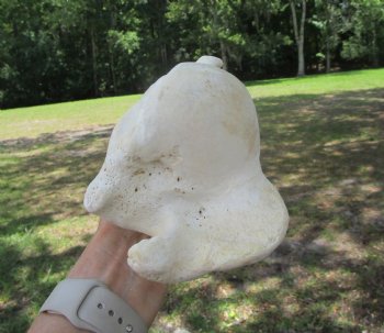 Real Water Buffalo Humerus Leg Bone (12") Grade B  - Buy this one for $22.99   <font color=red> SALE $14.99 </FONT>
