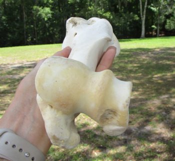 Real Water Buffalo Humerus Leg Bone (12") Grade B  - Buy this one for $22.99   <font color=red> SALE $14.99 </FONT>