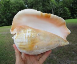 Eastern Pacific Giant Conch Shell (8"LX6.25"H) for $24.99 