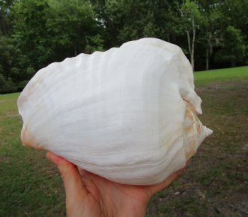 Eastern Pacific Giant Conch Shell (8"LX6.25"H) for $24.99 