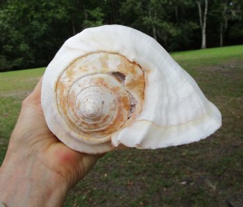 Eastern Pacific Giant Conch Shell (8"LX6.25"H) for $24.99 