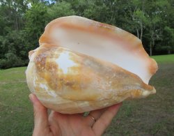 Eastern Pacific Giant Conch Shell (7.50"LX5.50"H) for $22.99 
