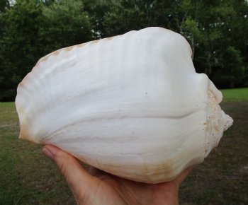 Eastern Pacific Giant Conch Shell (7.50"LX5.50"H) for $22.99 
