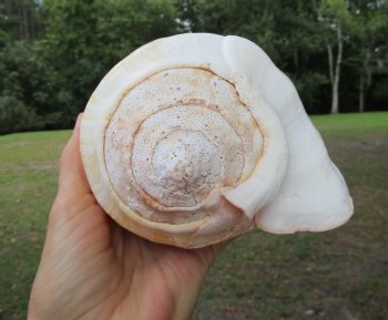 Eastern Pacific Giant Conch Shell (7.50"LX5.50"H) for $22.99 