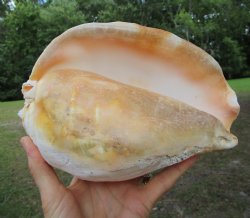 Eastern Pacific Giant Conch Shell (8"LX5.50"H) for $24.99 