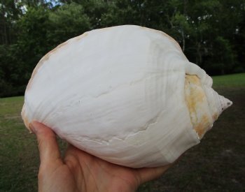 Eastern Pacific Giant Conch Shell (8"LX5.50"H) for $24.99 